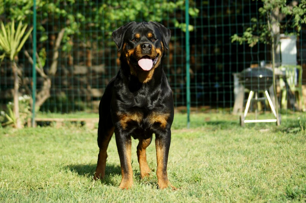 Nymeria Vom Weinberges Der Hunde