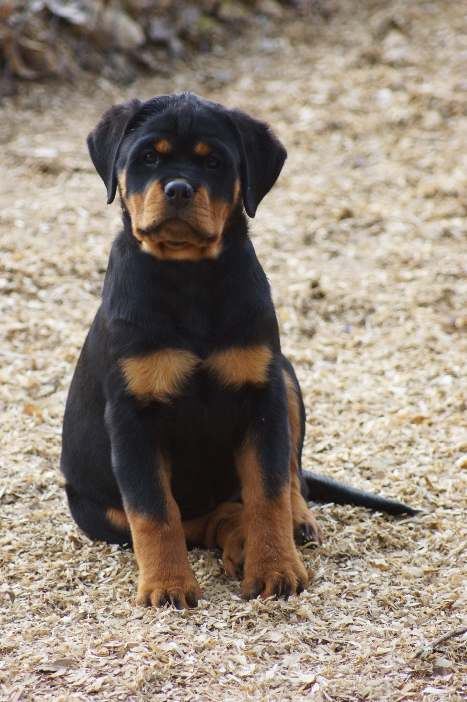 Sheitan Imperium - Chiots disponibles - Rottweiler