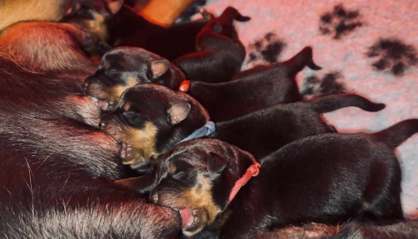 Chiot Rottweiler Sheitan Imperium