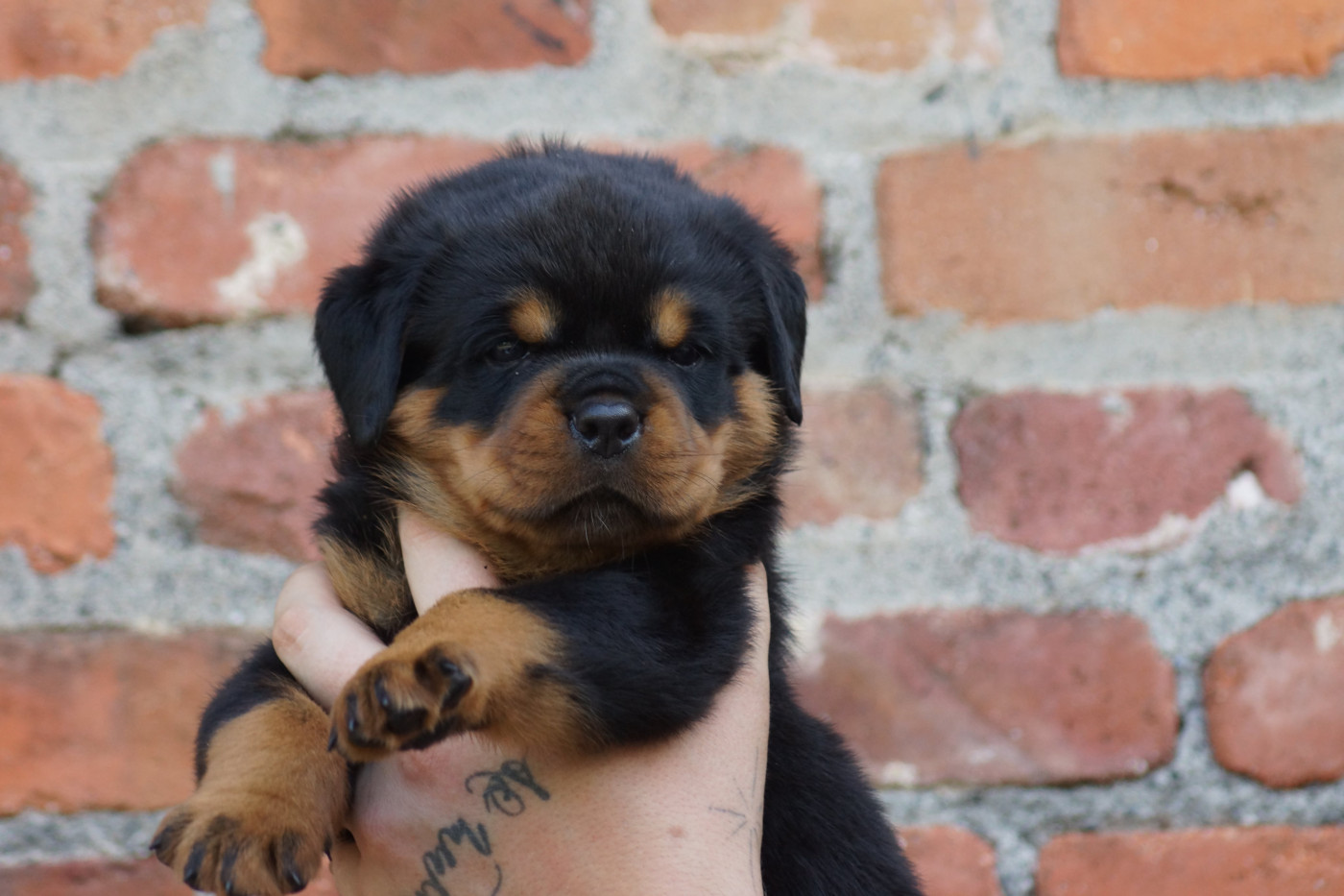 Sheitan Imperium - Chiots disponibles - Rottweiler
