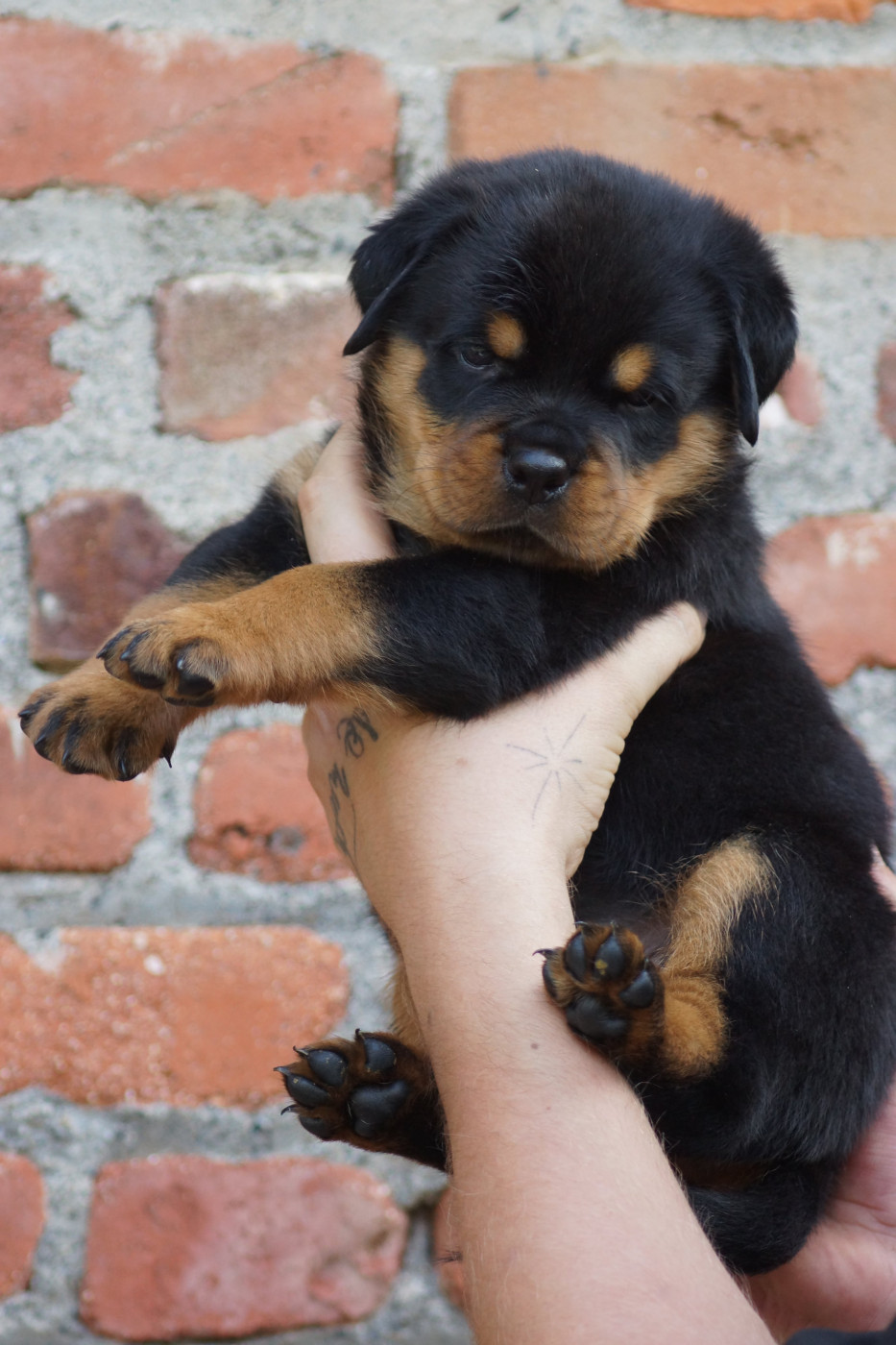 Sheitan Imperium - Chiots disponibles - Rottweiler