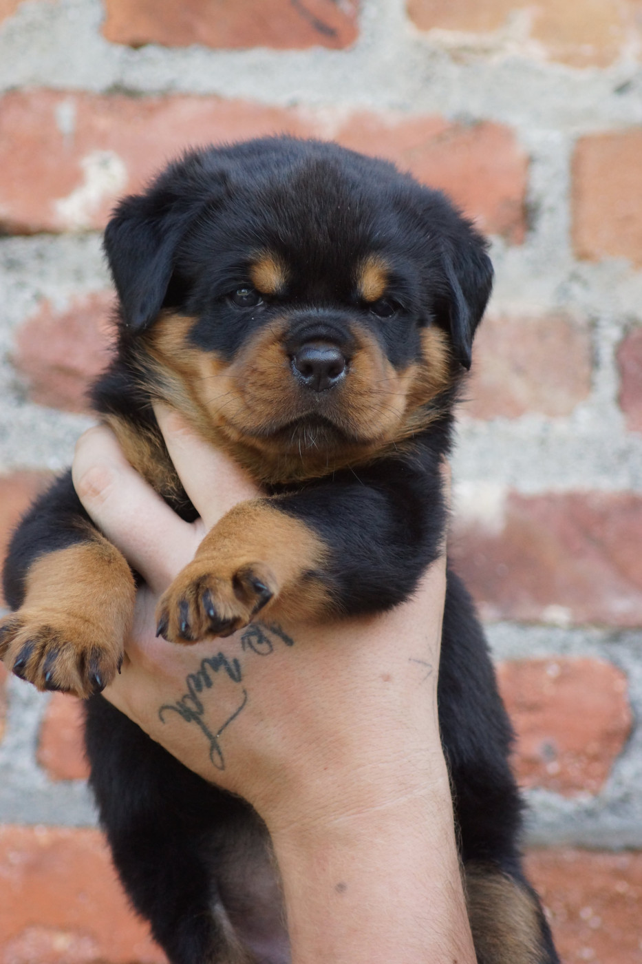 Sheitan Imperium - Chiots disponibles - Rottweiler
