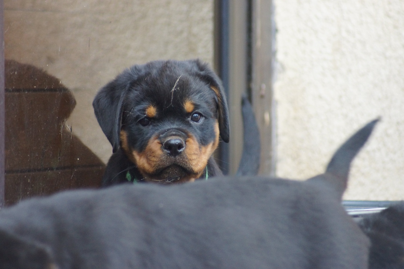 Sheitan Imperium - Chiots disponibles - Rottweiler