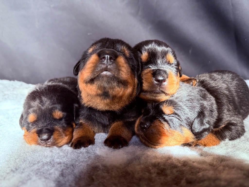 Sheitan Imperium - Chiots disponibles - Rottweiler