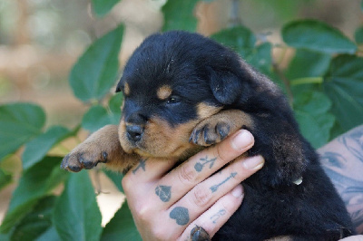 CHIOT 2