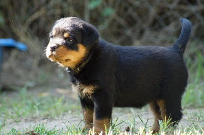 CHIOT 5