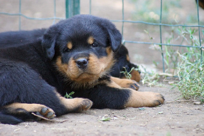 CHIOT 1