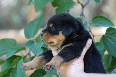 CHIOT 6
