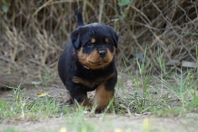 CHIOT 3