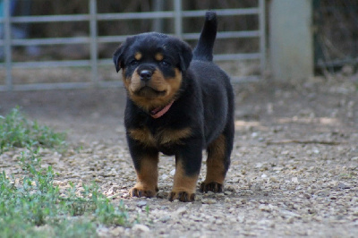 CHIOT 4