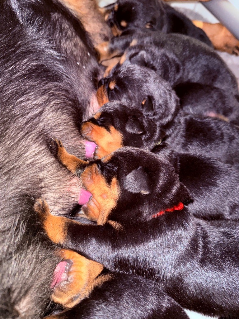 Chiot Rottweiler Sheitan Imperium